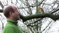 Jardinero crea increíble e inquebrantable amistad con un pájaro petirrojo