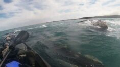Hombre en kayak es sorprendido cuando lo levanta una ballena: ¡Logró grabar el momento!