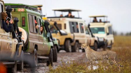 Majestuoso guepardo posa repentinamente frente a unos turistas de safari