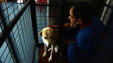 ¡Misión cumplida!: 68 empleados de refugio de animales fundado por exmarine salen de Afganistán