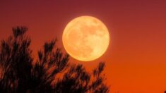 Luna de la Cosecha iluminará el cielo dos días antes del equinoccio de otoño: ¡No te la pierdas!
