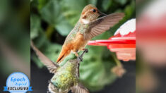 Fotógrafo capta rara escena de colibrí luchando con otra ave por un comedero