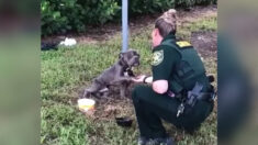 Tierno video de perrito maltratado que da la patita a policía que lo adopta