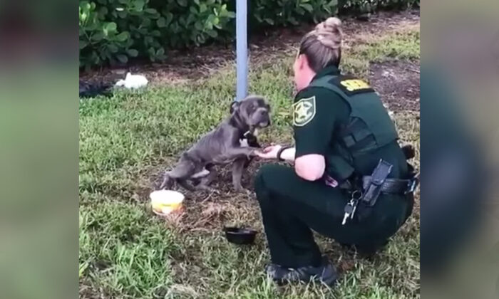 (Cortesía de Amy Roman/100+ Abandoned dogs of Everglades Florida)