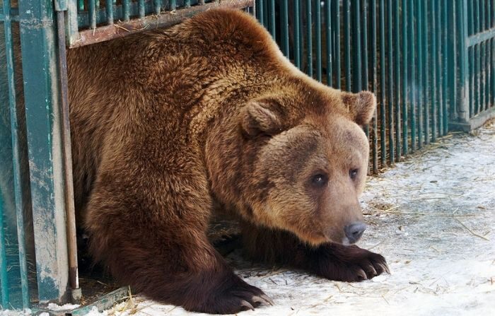Un oso pardo mira desde una jaula el 1 de febrero de 2013, en el mayor centro de rehabilitación de osos de Europa, en el Parque Natural Nacional de los Cárpatos, cerca de Sinevyr willage, a unos 700 km de la capital ucraniana, Kiev. (OLEXANDER ZOBIN/AFP via Getty Images)