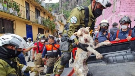 Perrita es rescatada por el Ejército Mexicano tres días después del derrumbe del cerro Chiquihuite