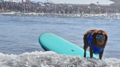 Intrépidos perros participan en concurso de surf en California: ¡Ganó uno extra pequeño!