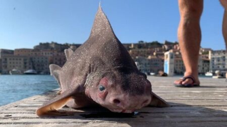 Encuentran sorprendente tiburón con cabeza de cerdo flotando en el mar italiano
