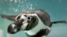 Pingüino perdido en el norte de Chile es regresado a su hábitat