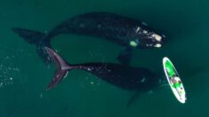 Fotógrafo argentino captura “mágico” encuentro de una ballena con una mujer