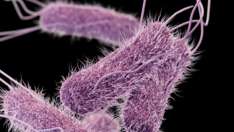 Esta ilustración muestra una imagen tridimensional (3D) generada por ordenador de la bacteria Salmonella. (CDC)