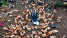 Mujer salva a 4000 gallinas tras recaudar más de 3000 dólares en 36 horas