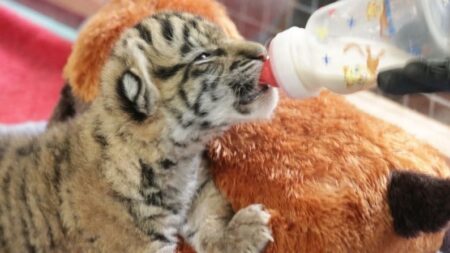 Nace primer cachorro de tigre de Sumatra en 70 años en zoológico de Dallas
