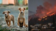 Casi 100 perros rescatados tras erupción del volcán de la Palma esperan reencontrarse con sus dueños