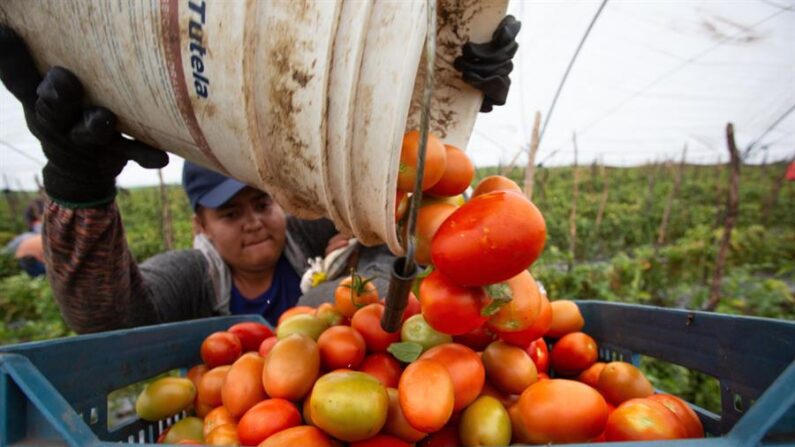 Fotografía de archivo de un agricultor mexicano que trabaja en la cosecha de jitomate (tomate) en una zona agrícola de Morelia, en el estado de Michoacán (México). EFE/ Luis Enrique Granados Cacari
