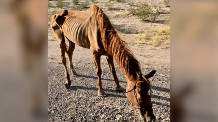 Rescatan justo a tiempo a una yegua abandonada a su suerte en el desierto: «Era un esqueleto andante»