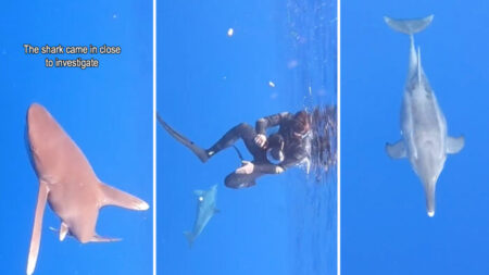 Delfín ve a un tiburón dando vueltas cerca de unos buzos e intenta «protegerlos»