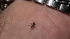 Los CDC emiten una alerta sanitaria por malaria en 2 estados de EE.UU.