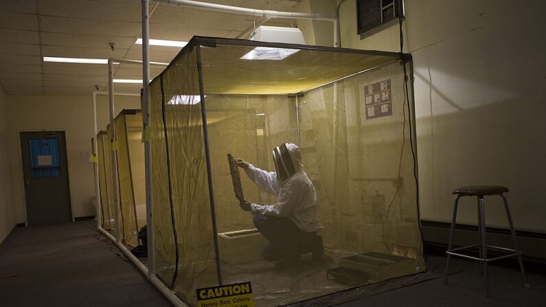 Un investigador en el Laboratorio Nacional de Los Álamos, el 30 de noviembre de 2006, Nuevo México. (Rick Scibelli/Getty Images)