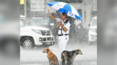 Policía de tráfico protege bajo su paraguas a dos perros empapados durante una fuerte lluvia