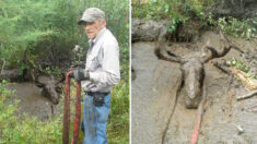 Dos hombres de 70 años rescatan a un alce enterrado en el fango ¡Solo podían ver su cabeza!