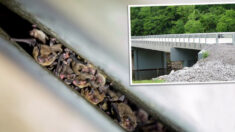 Construyen puente adaptado para albergar a miles de murciélagos en peligro de extinción