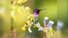 Mujer toma impresionantes fotografías de colibríes en el patio de su casa
