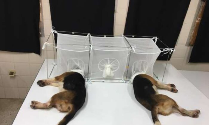 Los beagles tienen la cabeza dentro de jaulas de malla donde son devoradas por pulgas de la arena hambrientas, en un experimento realizado en Túnez y financiado por el Instituto Nacional de Alergia y Enfermedades Infecciosas. (Dominio público)