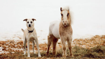 Un minicaballo y un perro rescatados comparten una increíble amistad: «Esto es muy especial»