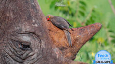 Guía de safari capta increíble momento en que un pajarito “abraza” el cuerno de un rinoceronte