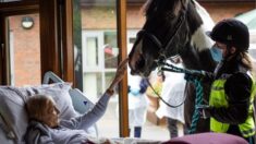 Mujer con cáncer terminal se despide de su caballo y perros antes de fallecer: «Su cara se iluminó»