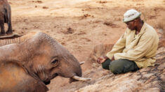 Madre elefante lleva a su bebé a visitar al hombre que la crio hace 10 años