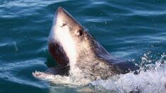 Un adolescente está hospitalizado por la mordedura de un tiburón en Florida