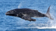 Observadores de ballenas se sorprenden al ver a un ballenato elevarse en el aire