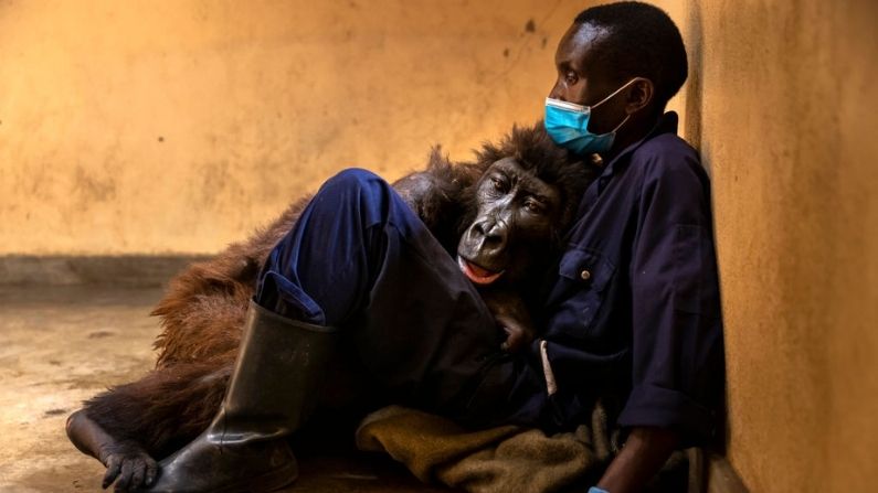 La gorila de montaña huérfana, Ndakasi, yace en los brazos de su cuidador, Andre Bauma, el 21 de septiembre de 2021, poco antes de su muerte, que el parque confirmó el 26 de septiembre. El Sr. Bauma y otros miembros del Centro de Gorilas de Montaña de Senkwekwe habían cuidado de Ndakasi y otros huérfanos durante 13 años. (Brent Stirton/Getty Images)