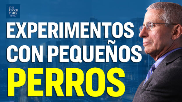 Agencia de Fauci financió pruebas «crueles e innecesarias» en cachorros