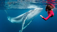 Increíble sesión de fotos del encuentro de una pareja con una cría de ballena jorobada