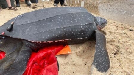 Tortuga marina de 200 kg varada vuelve a su hogar tras esfuerzo de organizaciones locales