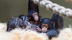 Bebé chimpancé es adoptado por su tía tras misteriosa enfermedad de su mamá