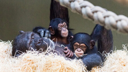 Bebé chimpancé es adoptado por su tía tras misteriosa enfermedad de su mamá