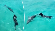 Delfín de 40 años presenta su cría al perro que ha sido su mejor amigo durante 7 años