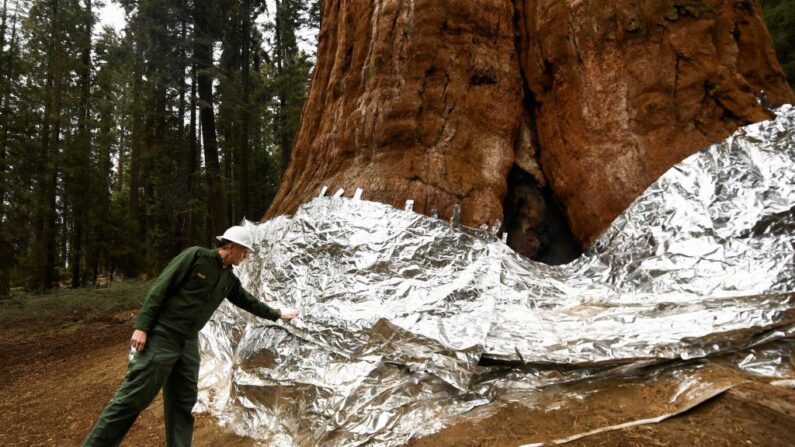 El superintendente del Parque Nacional de Sequoia y Kings Canyon, Clay Jordan, toca el árbol de secuoya gigante General Sherman antes de desenvolverlo durante el incendio del complejo KNP el 22 de octubre de 2021 en el Parque Nacional de Sequoia, cerca de Three Rivers, California. (Patrick T. Fallon/AFP vía Getty Images)