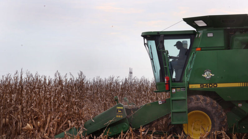 Glenn Morris, de 83 años, cosecha maíz el 11 de octubre de 2021 en Princeton, Indiana. (Scott Olson/Getty Images)