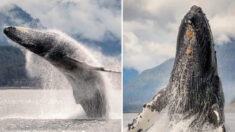 Mujer deja una vida empresarial para tomar impresionantes fotografías de ballenas jorobadas en Alaska