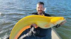 Pescador captura sorprendente pez amarillo brillante que parece un plátano gigante