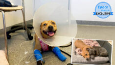 Perro salva a cachorro del ataque de una serpiente: ¡Regresa a casa tras 4 semanas de recuperación!