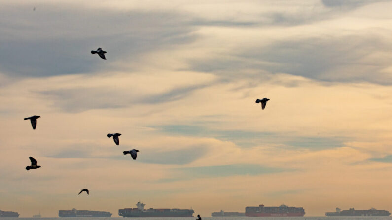 Barcos se alinean en el horizonte visto desde Seal Beach, California, mientras esperan desembarcar en el puerto de Los Ángeles, el 12 de enero de 2021. (John Fredricks/The Epoch Times)