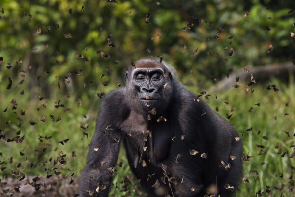 El ganador del Gran Premio del Concurso Mundial de Fotografía 2021 de The Nature Conservancy muestra a una gorila adulta llamada Malui caminando entre una nube de mariposas. (Cortesía de Anup Shah)