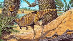 Descubren en Brasil nueva especie de dinosaurio terópodo sin dientes, “pariente” del Tyrannosaurus rex