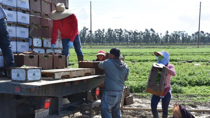 Fotografía de campesinos cargando cajas de cilantro en un camión en un campo de cultivos en Oxnard, California (EE.UU.). EFE/Iván Mejía/Archivo
